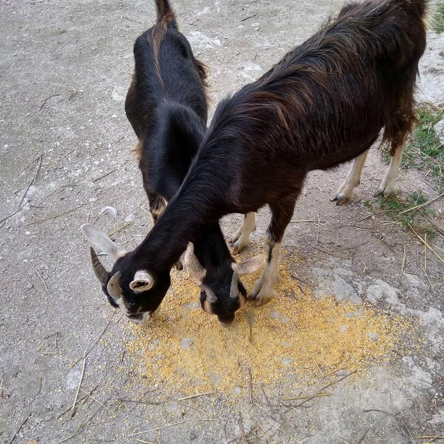 La Masseria Di Antonio E Teresina Colli a Volturno Exteriör bild